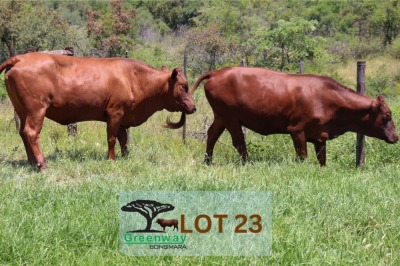 2 x BONSMARA COW Greenway Bonsmaras (Pay per animal)