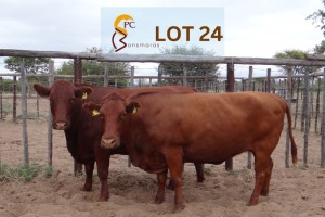 2 x BONSMARA COW PC Bonsmaras (Pay per animal)