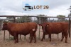 2 x BONSMARA COW Ancor Farming (Pay per animal)