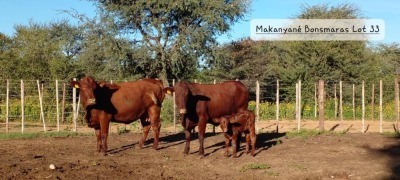 2 x BONSMARA COW Makanyane Bonsmara (Pay per animal)