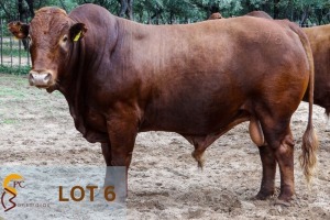 1 x BONSMARA BULL PC Bonsmaras