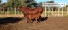 1 x BONSMARA COW Makanyane Bonsmara (Pay per animal) - 2