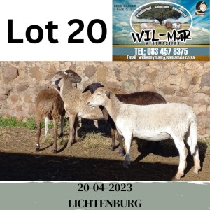 2X MEATMASTER OOI/EWE WIL-MAR MEATMASTERS (Pay per animal)