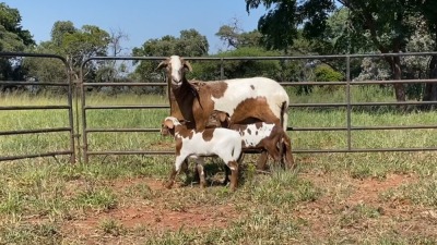 1+2X MEATMASTER OOI/EWE WATERBERG MEATMASTERS