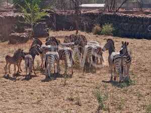 T: 11+3 X Zebra Elandskloof Wildsplaas (Per stuk om lot te neem/Per Piece to take lot)