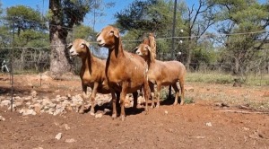 3X MEATMASTER OOI/EWE MAROELASFONTEIN MEATMASTERS (Pay per animal)