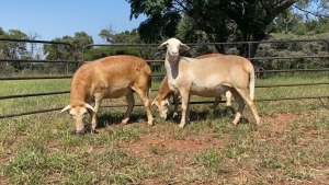 2X MEATMASTER OOI/EWE WATERBERG MEATMASTERS (Pay per animal)