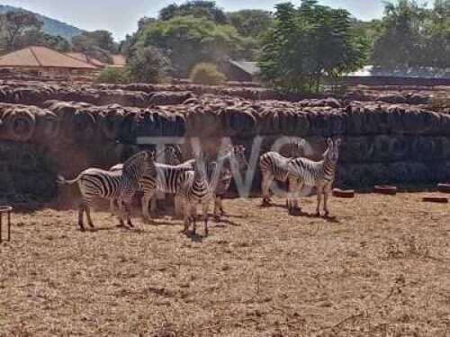 T: 8+1 X Zebra Elandskloof Wildsplaas (Per stuk om lot te neem/Per Piece to take lot)