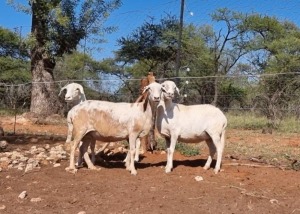 2X MEATMASTER OOI/EWE MAROELASFONTEIN MEATMASTERS (Pay per animal)