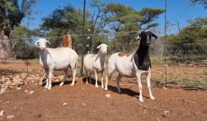 1X MEATMASTER OOI/EWE MAROELASFONTEIN MEATMASTERS (Pay per animal)