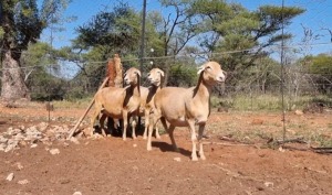 3X MEATMASTER OOI/EWE MAROELASFONTEIN MEATMASTERS (Pay per animal)