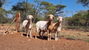 2X MEATMASTER OOI/EWE MAROELASFONTEIN MEATMASTERS (Pay per animal)