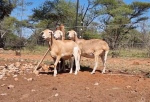 1X MEATMASTER OOI/EWE MAROELASFONTEIN MEATMASTERS 