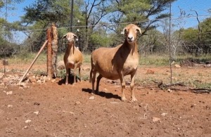 2X MEATMASTER OOI/EWE MAROELASFONTEIN MEATMASTERS (Pay per animal)