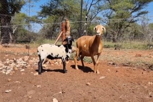 1+1X MEATMASTER OOI/EWE MAROELASFONTEIN MEATMASTERS