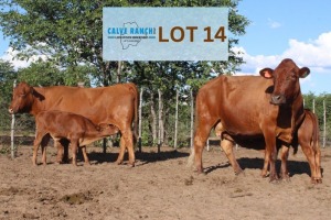 2+2 x BONSMARA COW Calve Ranch (Pay per animal)