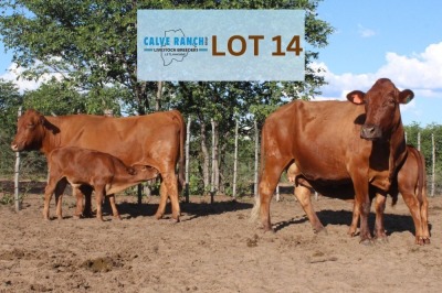 2+2 x BONSMARA COW Calve Ranch (Pay per animal)