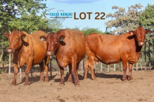 2 x BONSMARA COW Calve Ranch (Pay per animal)