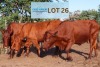 2 x BONSMARA COW Calve Ranch (Pay per animal)