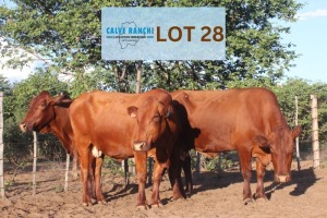 3 x BONSMARA COW Calve Ranch (Pay per animal)