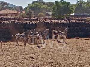 T: 10 X Zebra Elandskloof Wildsplaas (Per stuk om lot te neem/Per Piece to take lot)