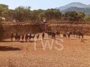 M 2 V/F: 11+6 T: 13+6 X Blouwildebeeste Elandskloof Wildsplaas (Per stuk om lot te neem/Per Piece to take lot)