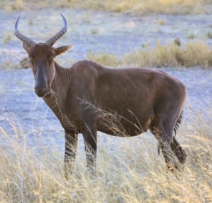 M 2 V/F: 0 T: 2 X Tsessebe Elandskloof Wildsplaas (Per stuk om lot te neem/Per Piece to take lot)Op Katalogus - Foto slegs voorbeeld van spesie 