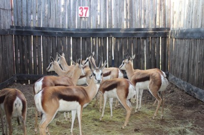 10 X SPRINGBOK M:1 V/F:9 MBWB1 (PER STUK OM LOT TE NEEM)