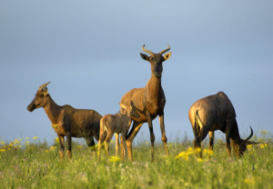 M 0 V/F: 5+4 T: 5+4 X Tsessebe Elandskloof Wildsplaas (Per stuk om lot te neem/Per Piece to take lot) Op Katalogus - Foto slegs voorbeeld van spesie