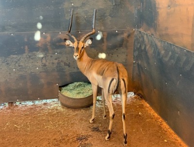 1 x Ram Impala (Saddleback genes)