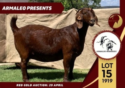 WITHDRAWN -1X KALAHARI RED DOE ARMALEO BOERDERY