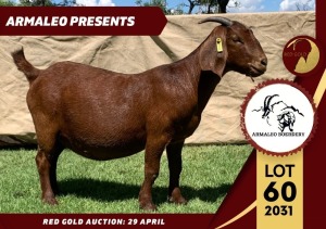 1X FLOCK KALAHARI RED DOE ARMALEO BOERDERY