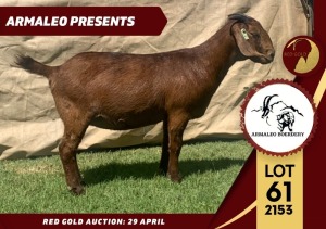 1X FLOCK KALAHARI RED DOE ARMALEO BOERDERY