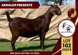 1X FLOCK KALAHARI RED DOE ARMALEO BOERDERY