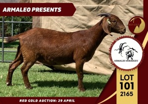 1X STUD KALAHARI RED DOE ARMALEO BOERDERY