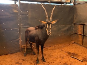 1 x Bull Sable