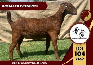 1X FLOCK KALAHARI RED DOE ARMALEO BOERDERY