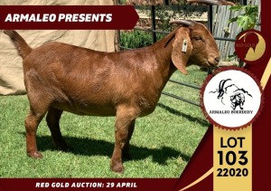 1X FLOCK KALAHARI RED DOE ARMALEO BOERDERY