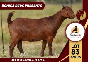 1X FLOCK KALAHARI RED DOE BONISA REDS