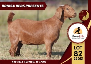 1X FLOCK KALAHARI RED DOE BONISA REDS