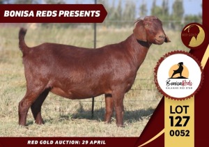 1X FLOCK KALAHARI RED DOE BONISA REDS