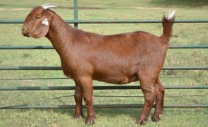 1X FLOCK KALAHARI RED DOE FERMAR KALAHARI REDS