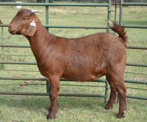 1X FLOCK KALAHARI RED DOE FERMAR KALAHARI REDS