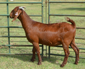 1X FLOCK KALAHARI RED DOE FERMAR KALAHARI REDS