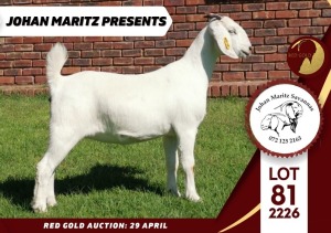 1X FLOCK SAVANNA DOE JOHAN MARITZ SAVANNAS