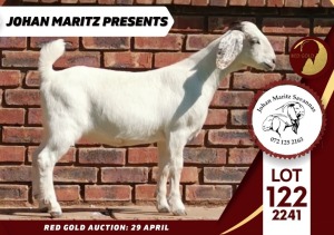 1X FLOCK SAVANNA DOE JOHAN MARITZ SAVANNAS