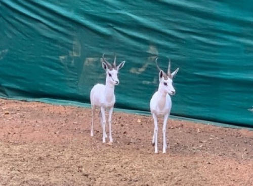 1 x Ram White Heartwater Springbuck