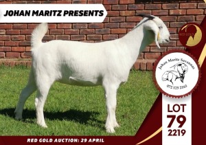 1X FLOCK SAVANNA DOE JOHAN MARITZ SAVANNAS