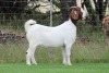 1X BOER GOAT FLOCK DOE EDENBURG - 2