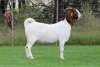 1X BOER GOAT FLOCK DOE EDENBURG - 3